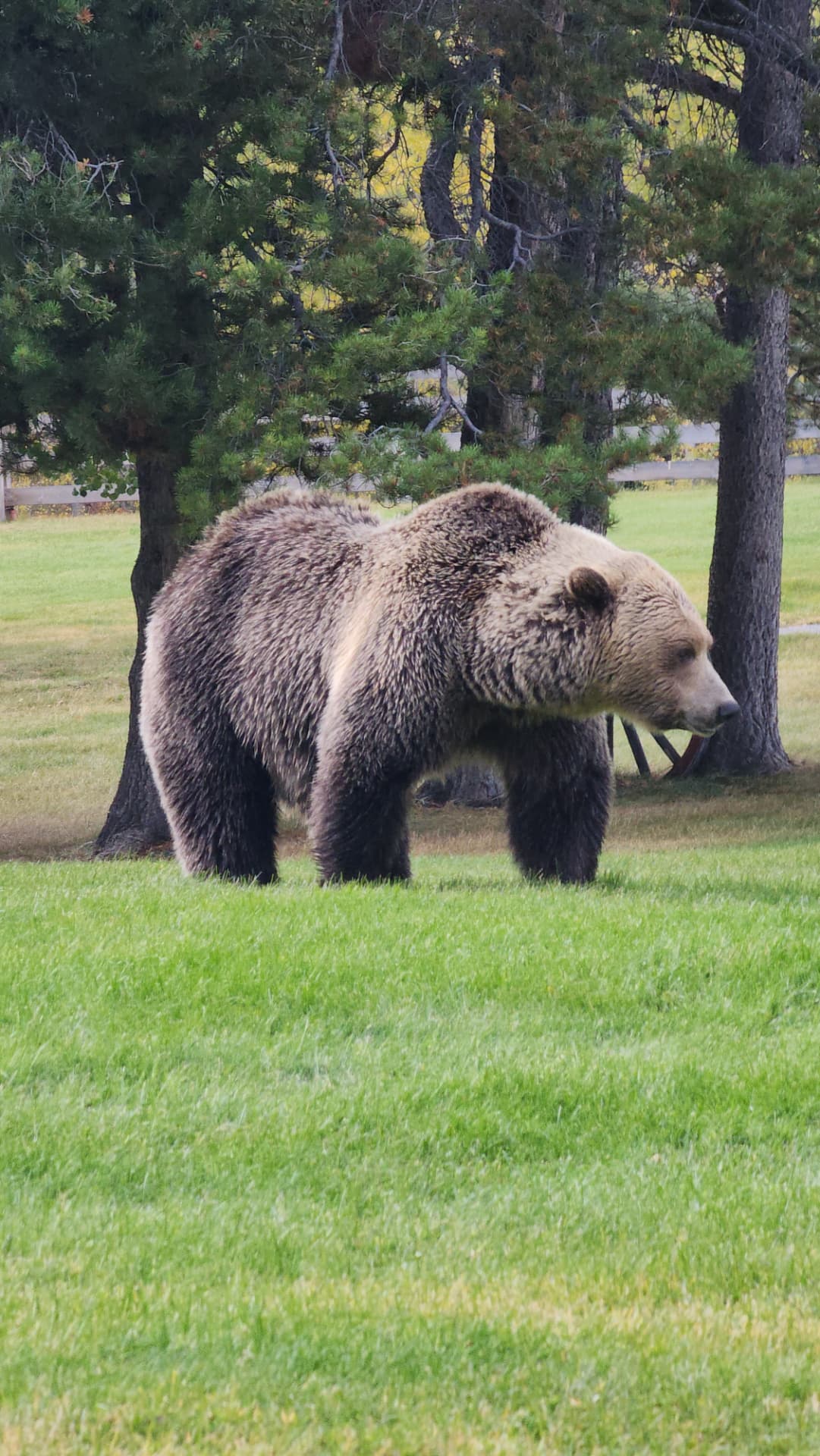 Grizzly bear grazing on the grass near the lodge grounds